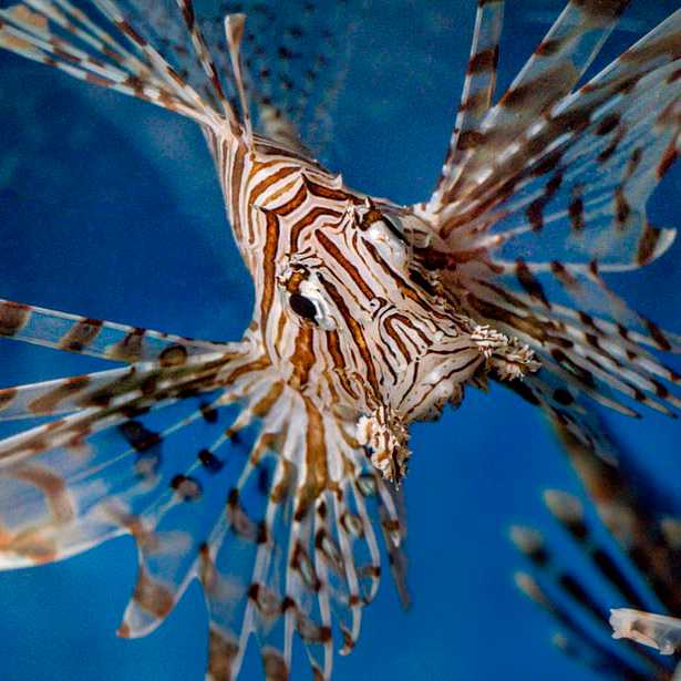 Lionfish Hunting