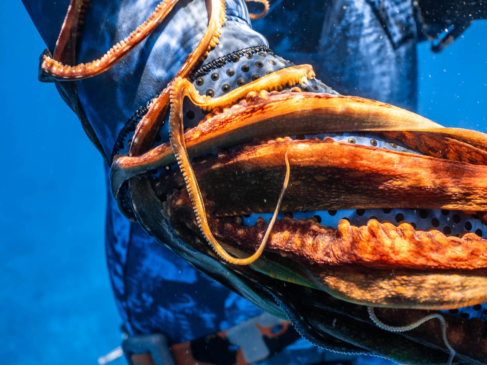 1.5mm Women's Open Cell Wetsuit - Blue Trilobite Camo