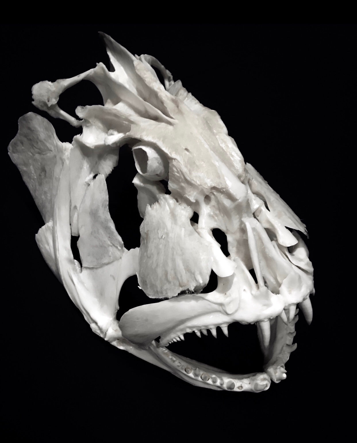 Full Skull Mounts